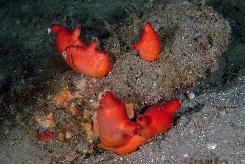 Halocynthia papillosa